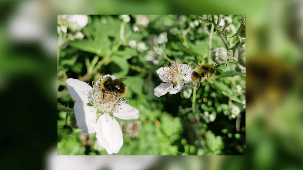 bees on white flowers