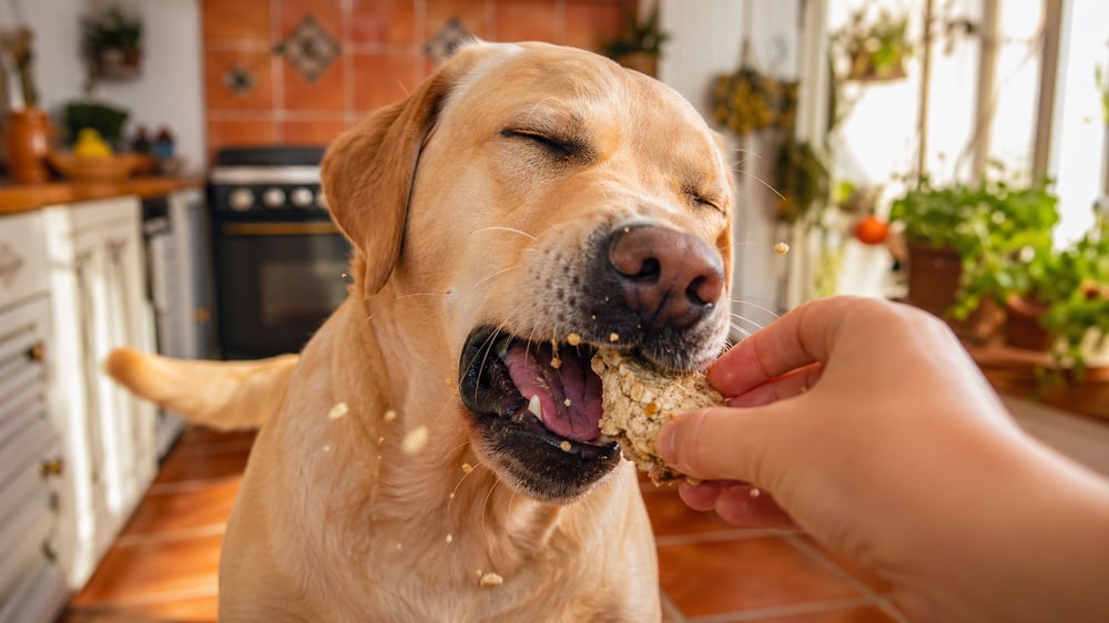 Peanut Butter & Banana Dog Treats
