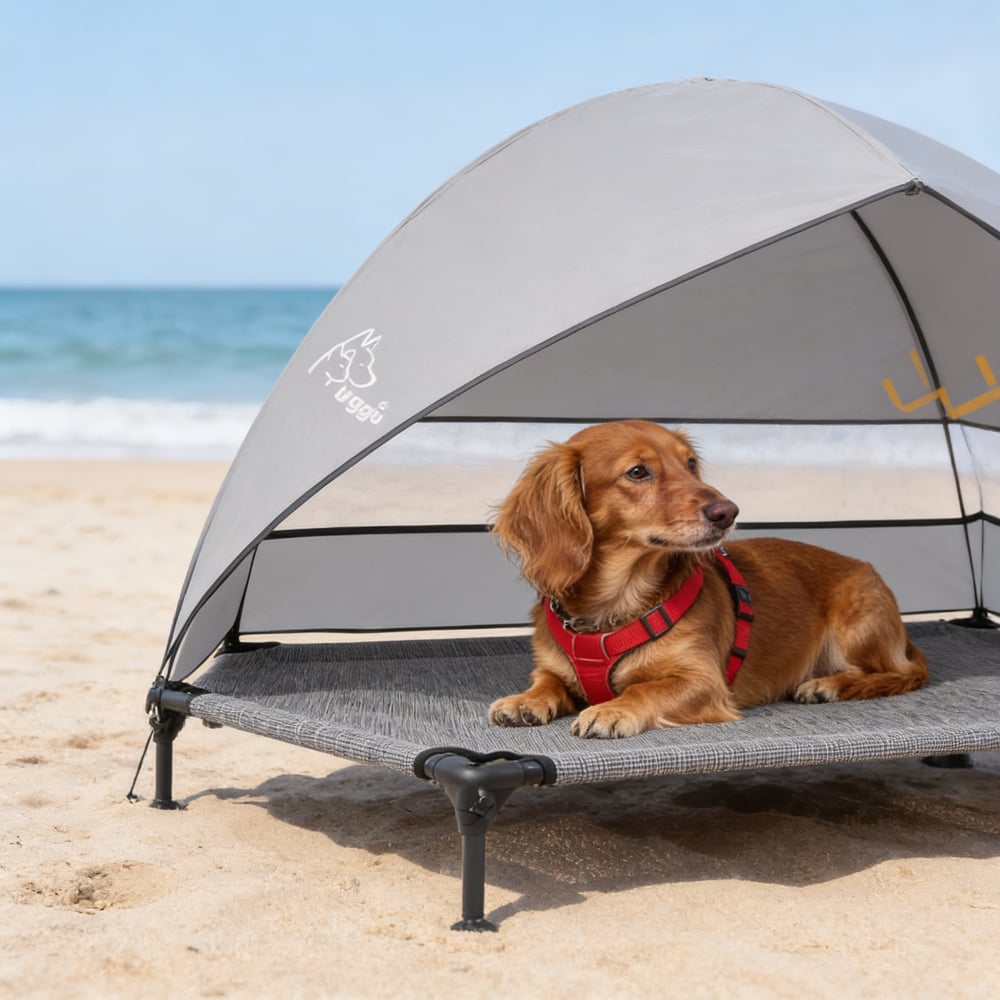 bella the dachshund lady in a shade tent on the beach