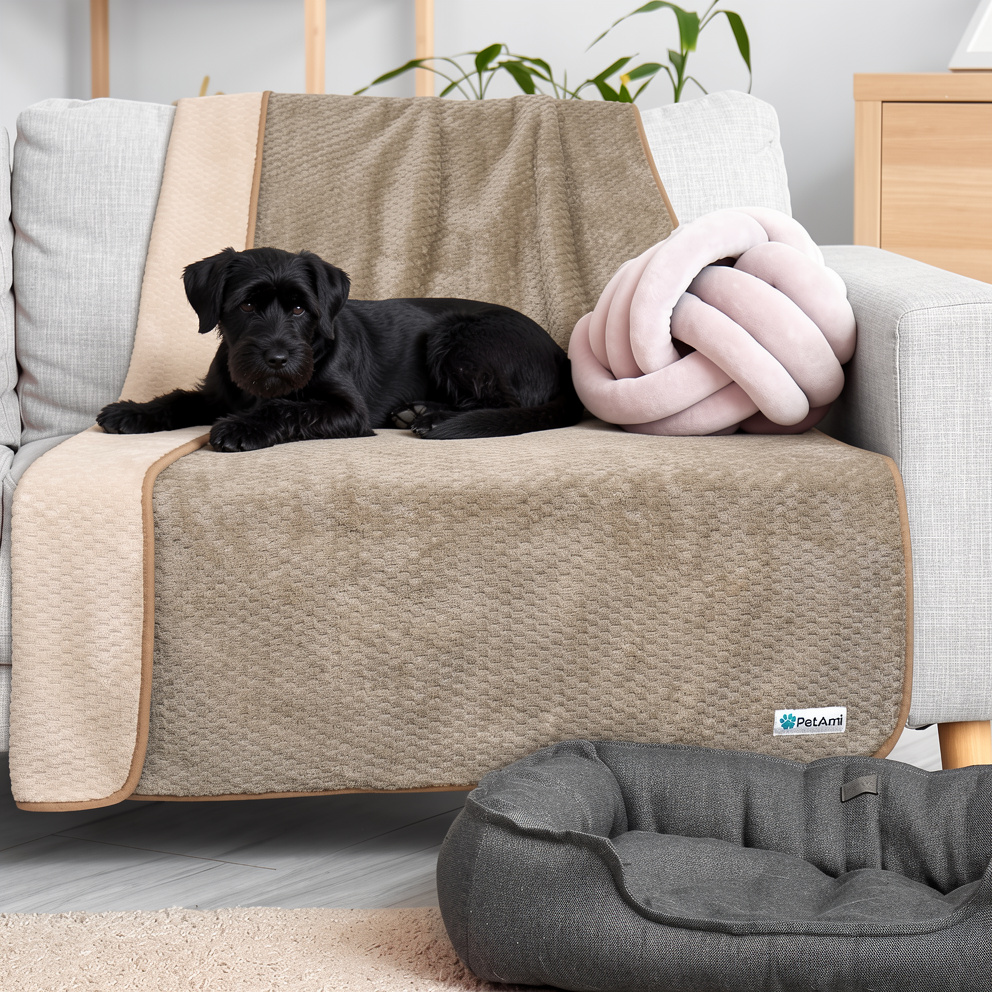 pluto the schnauzer on his dog bed
