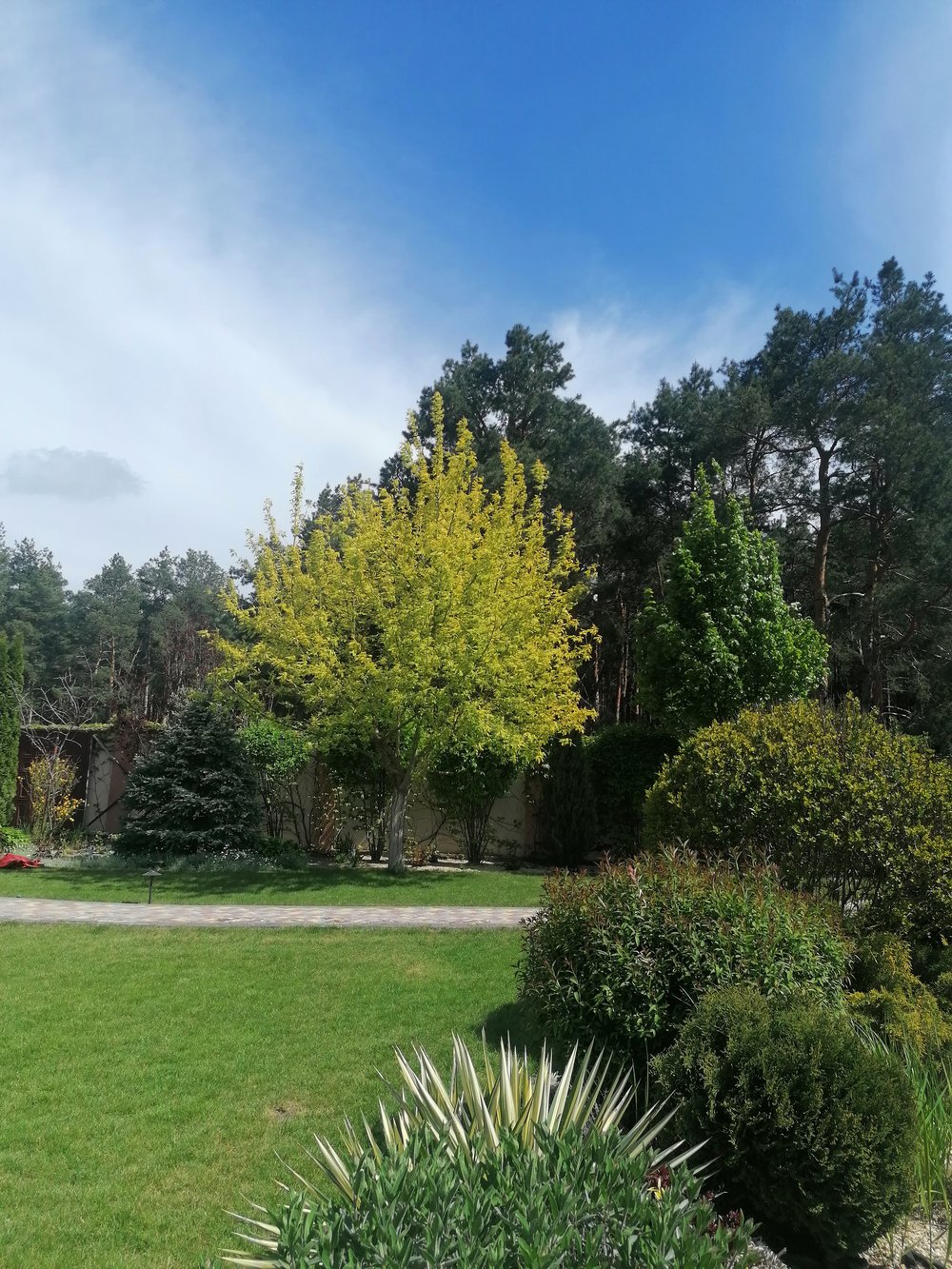 Mature garden with a golden-leaved ornamental tree, evergreen shrubs and layered planting creating strong foliage contrast beside the lawn.