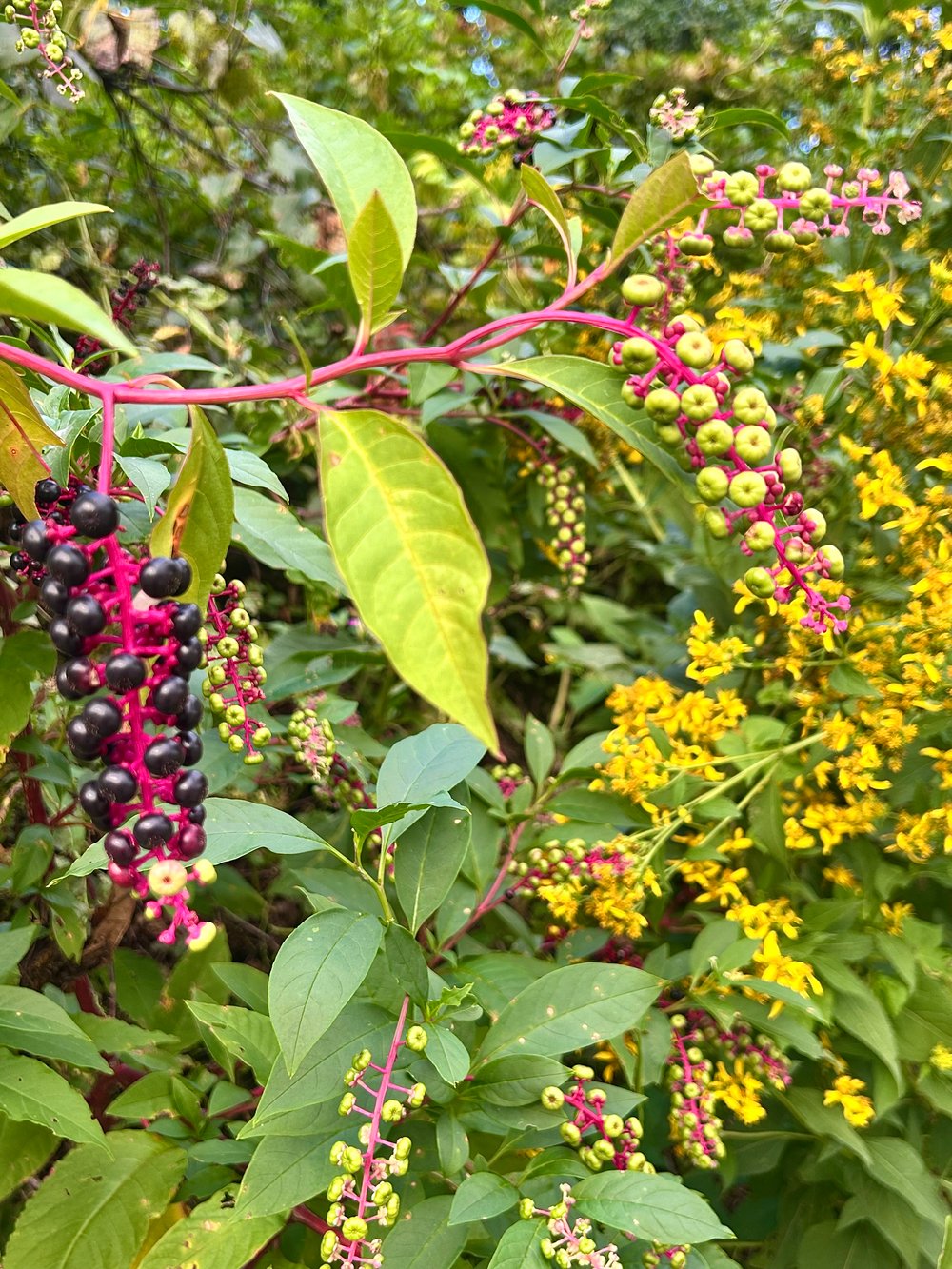 American Pokeweed: The “Toxic” Plant with a Fascinating Medicinal History
