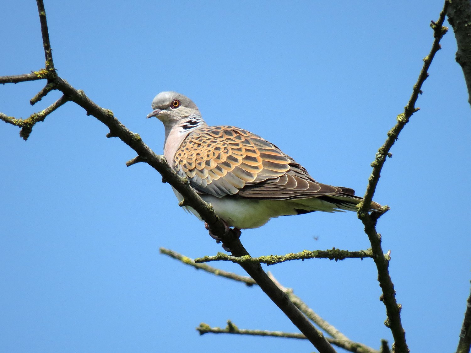 Turtle Dove