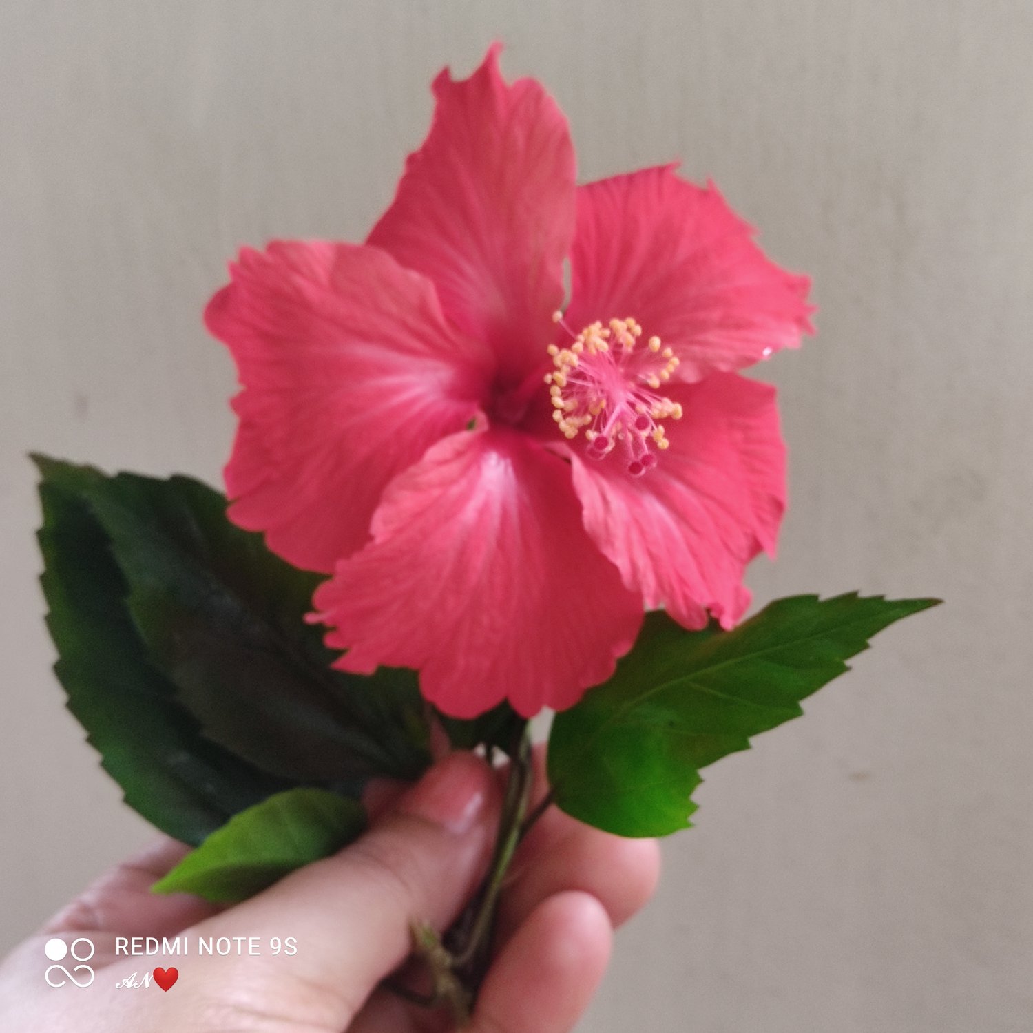 Hibiscus tea, hibiscus plant, Hibiscus flower