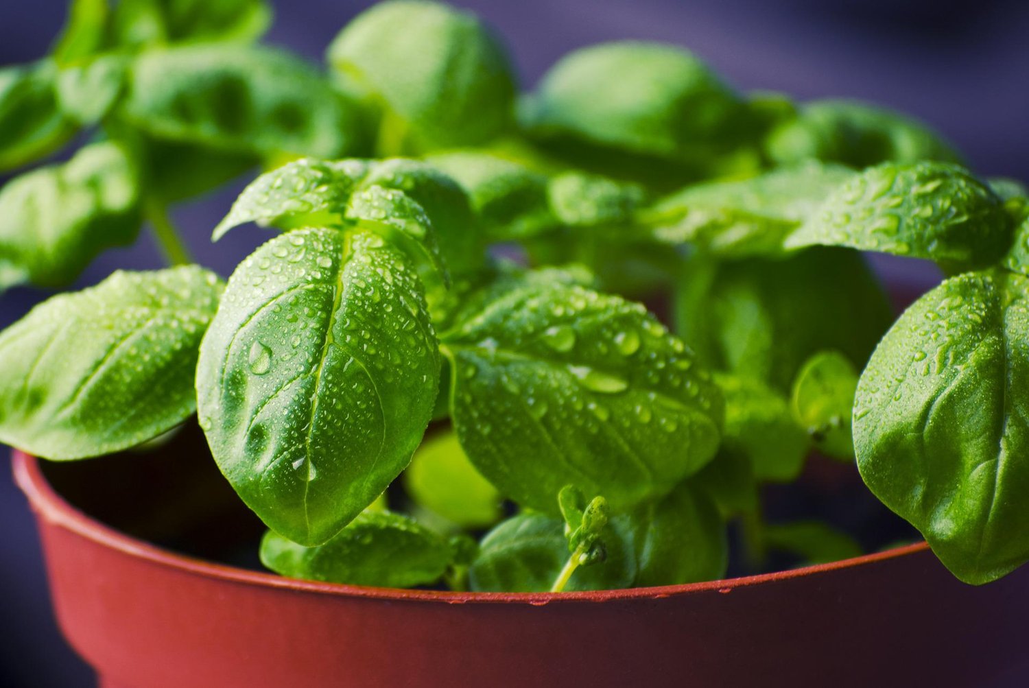 Gardening tips with medicinalplants