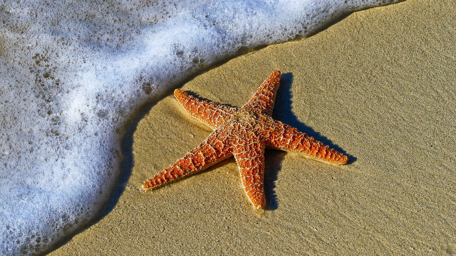 A starfish on the sea shore