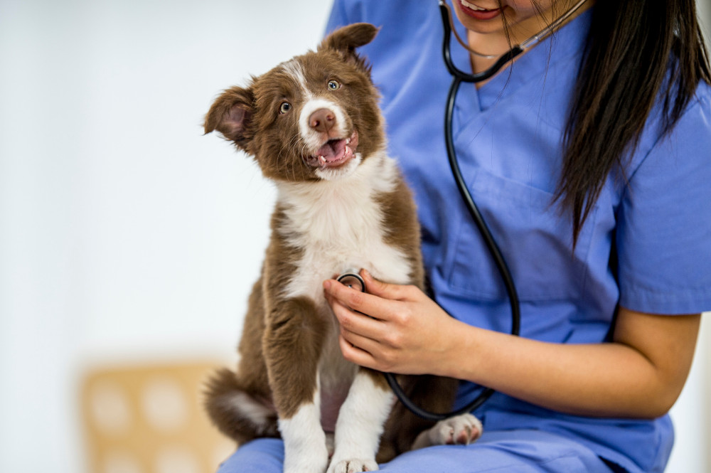 help your dog to heal with E.F.T.