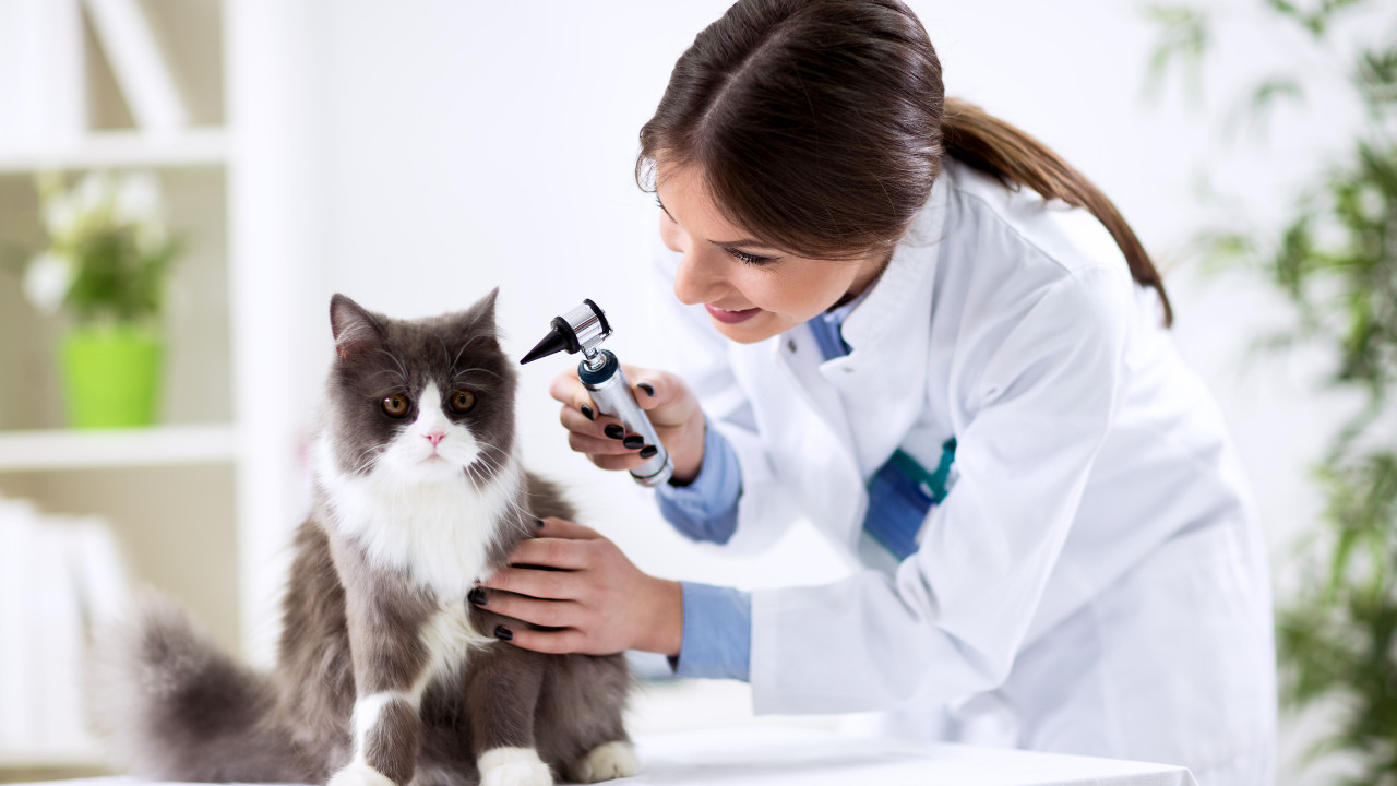 help your cat to heal with E.F.T.