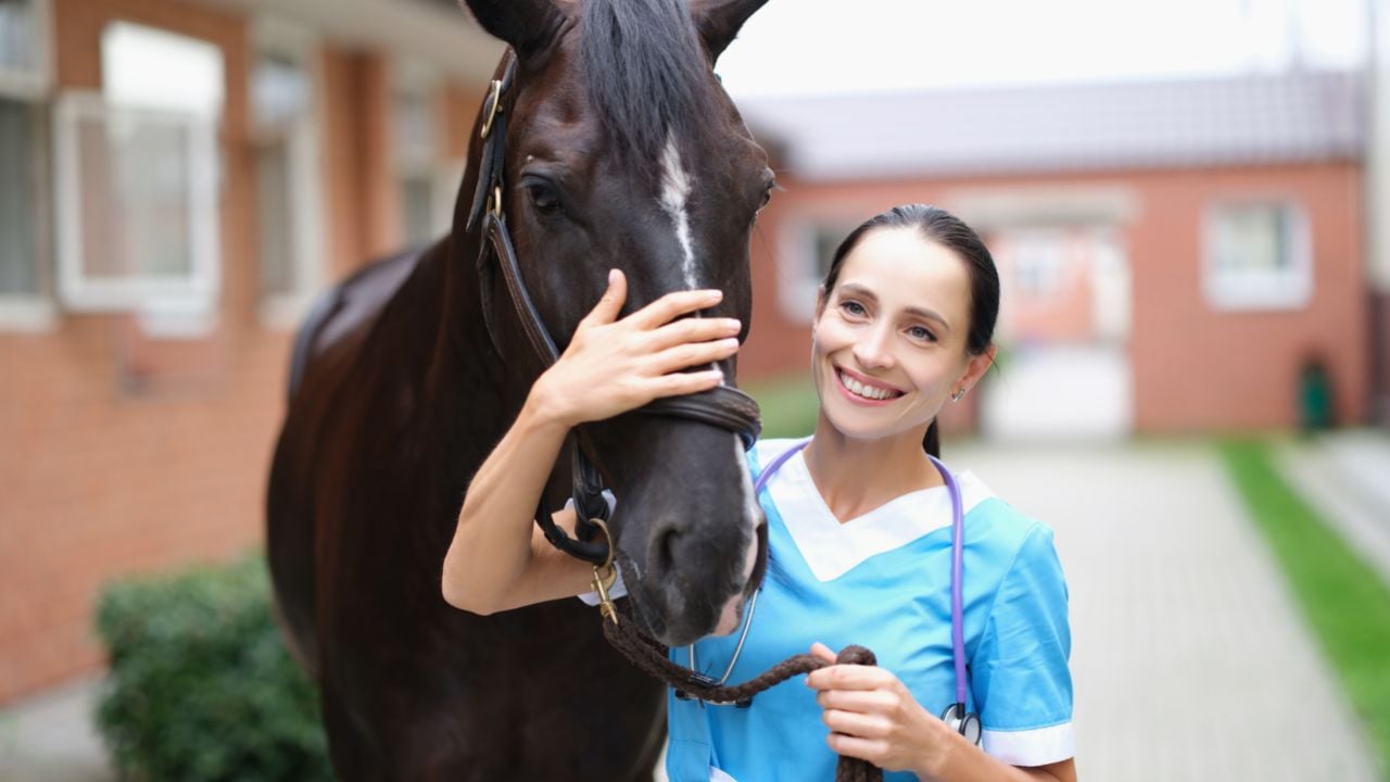 help your horse to heal with E.F.T.