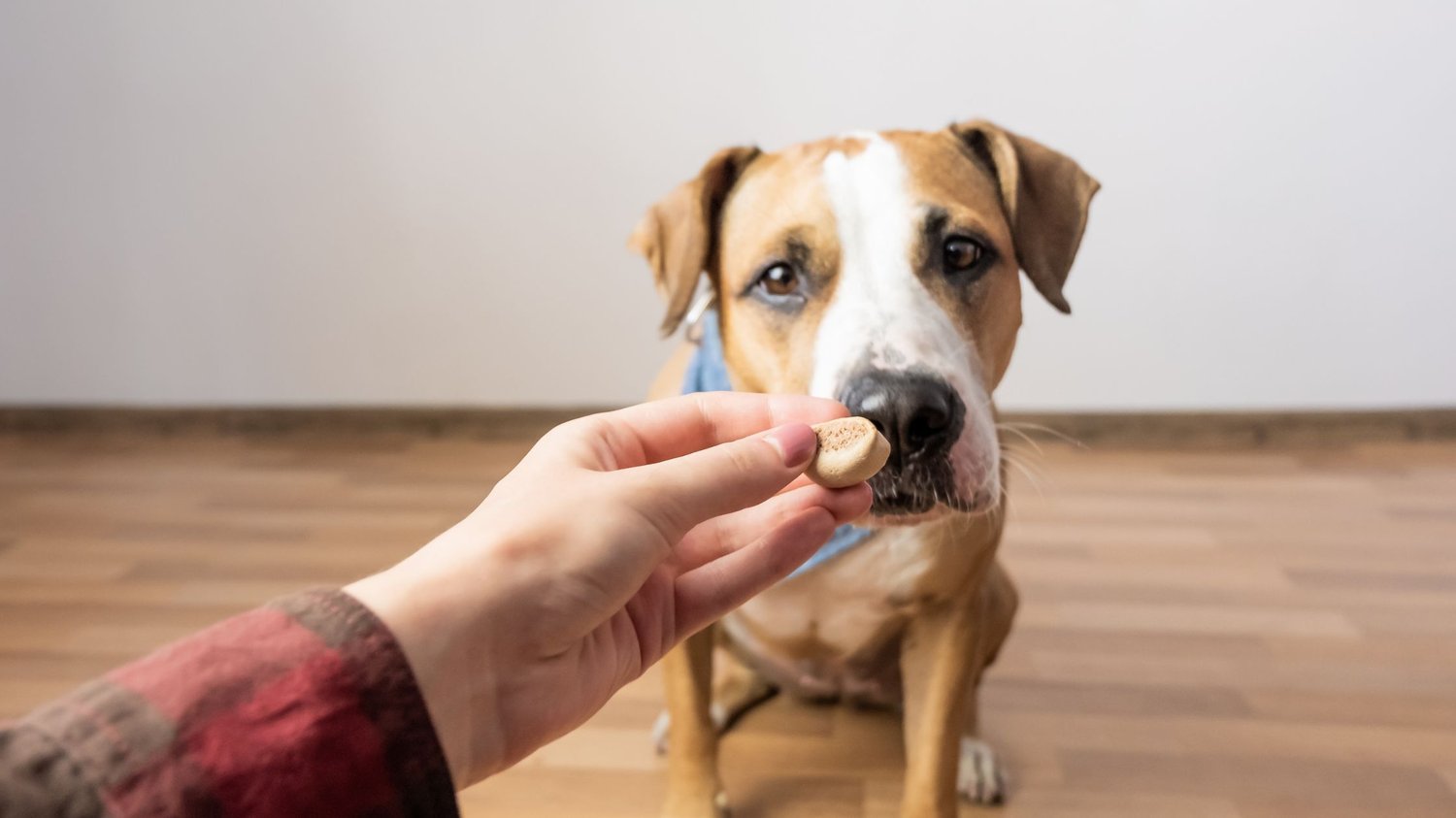Easy Homemade Dog Treats with Peanut Butter