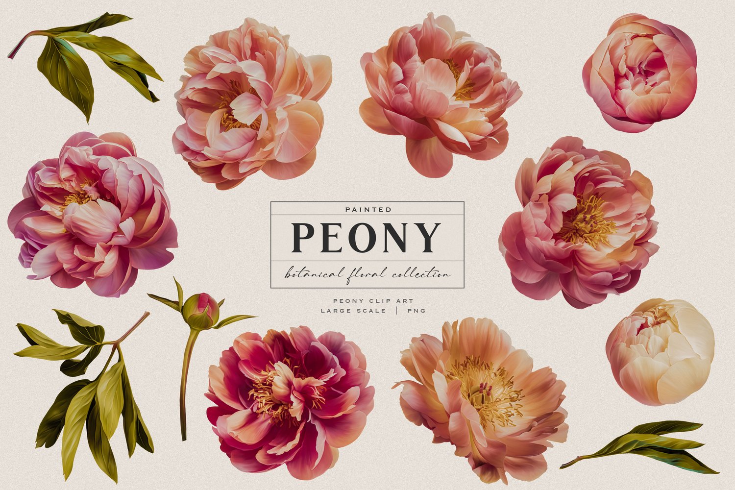 Hand painted pink peony flowers and leaf digital graphics