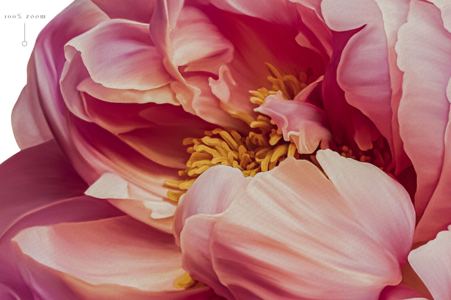 Hand painted pink peony flowers and leaf digital graphics