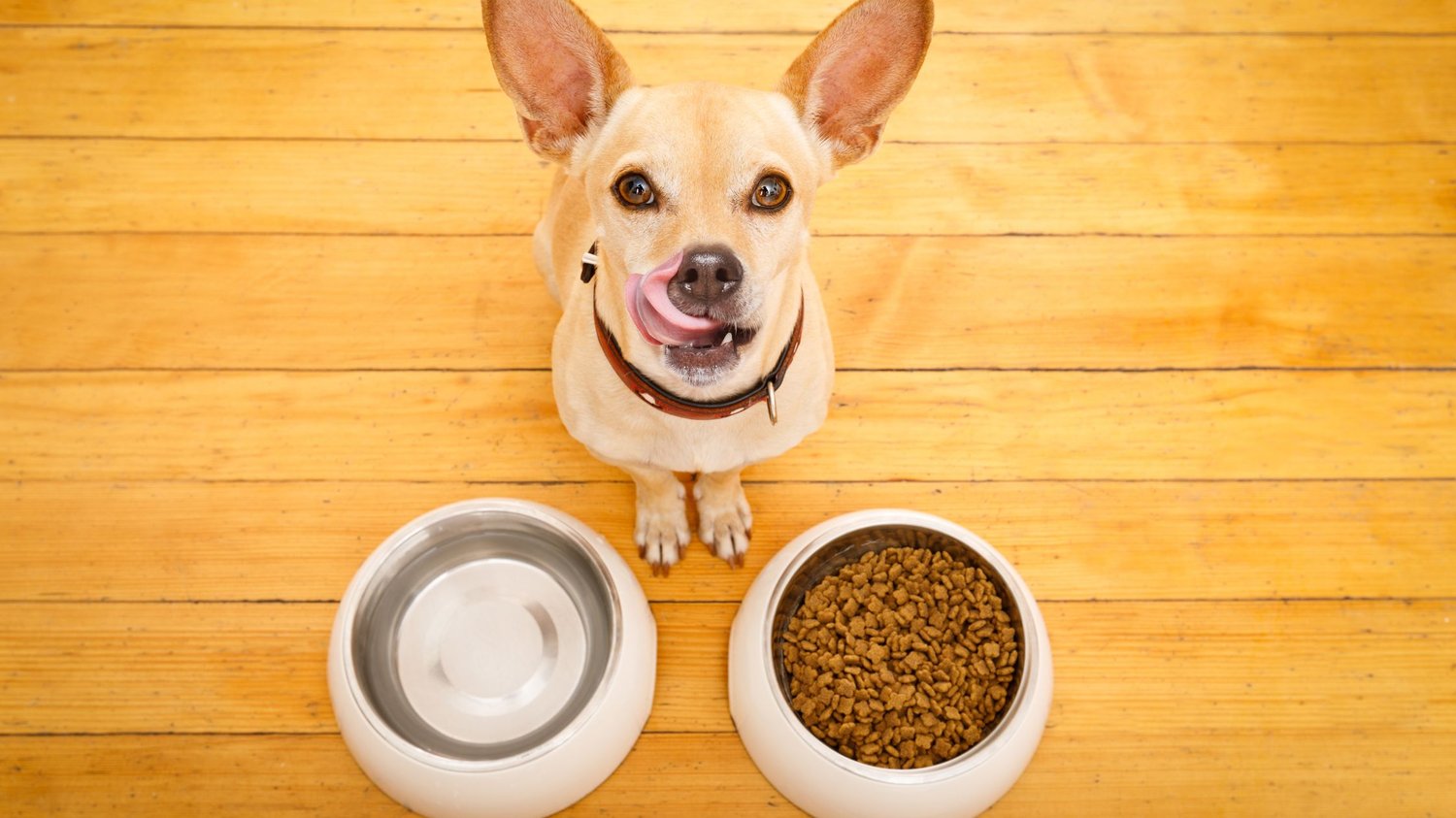 dog dry food vs wet food