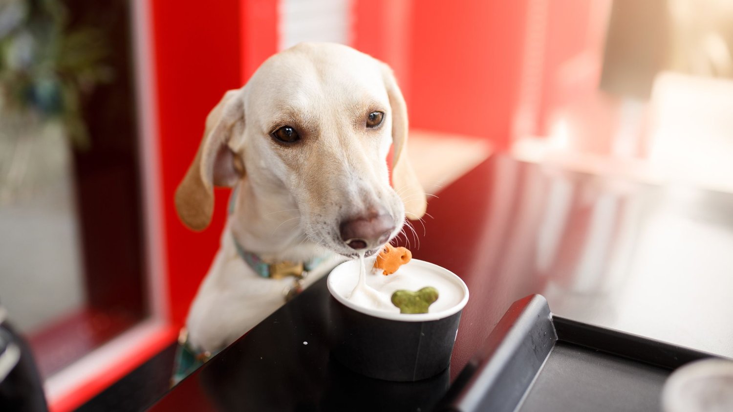 What Vegetables Can Dogs Eat Every Day
