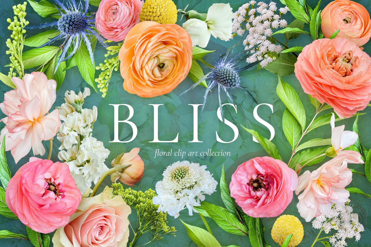 Realistic roses, ranunculus, begonias, scabiosas, and eryngium flower graphics in peach, yellow, blue, and pink