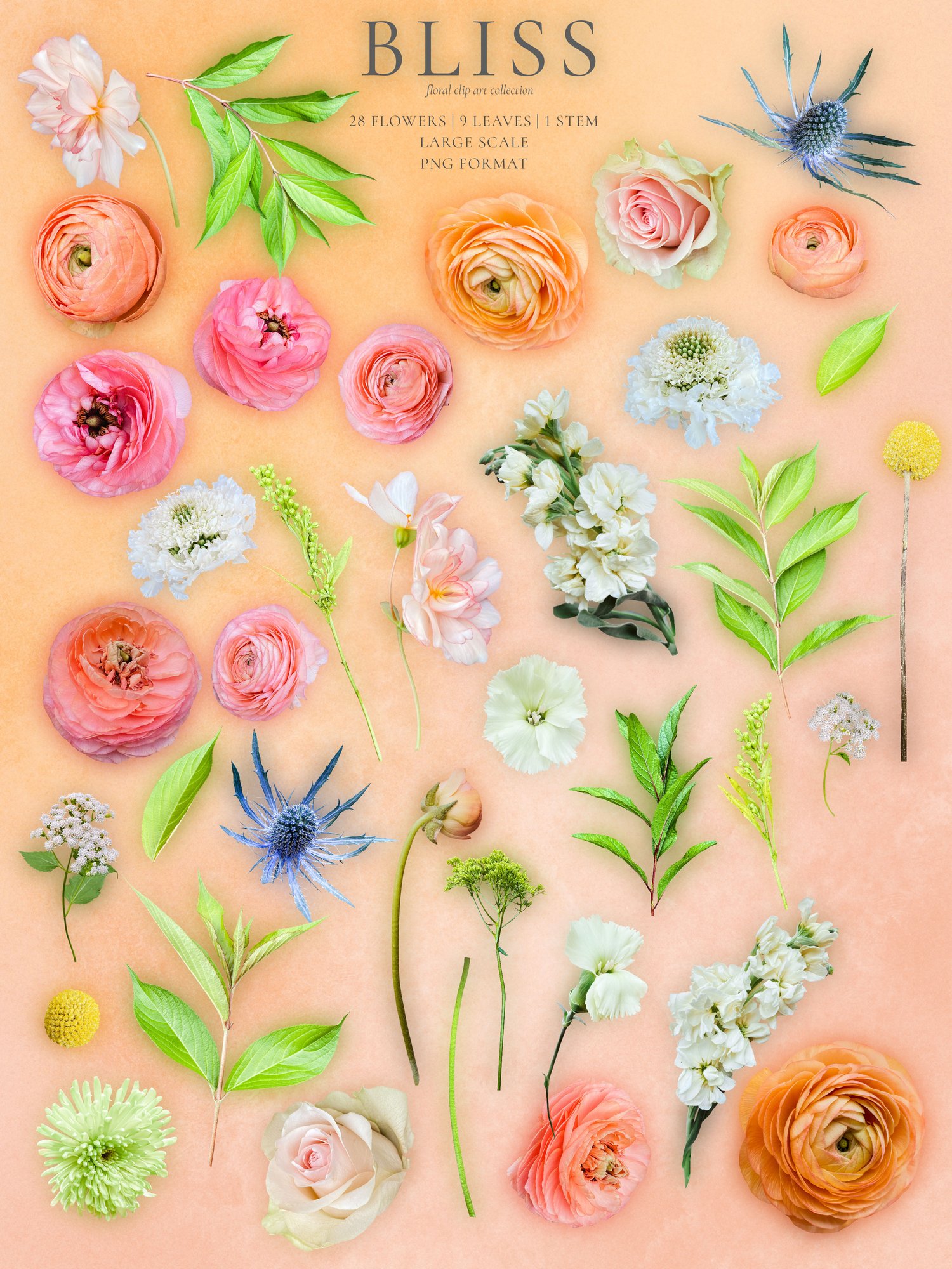 Realistic roses, ranunculus, begonias, scabiosas, and eryngium flower graphics in peach, yellow, blue, and pink