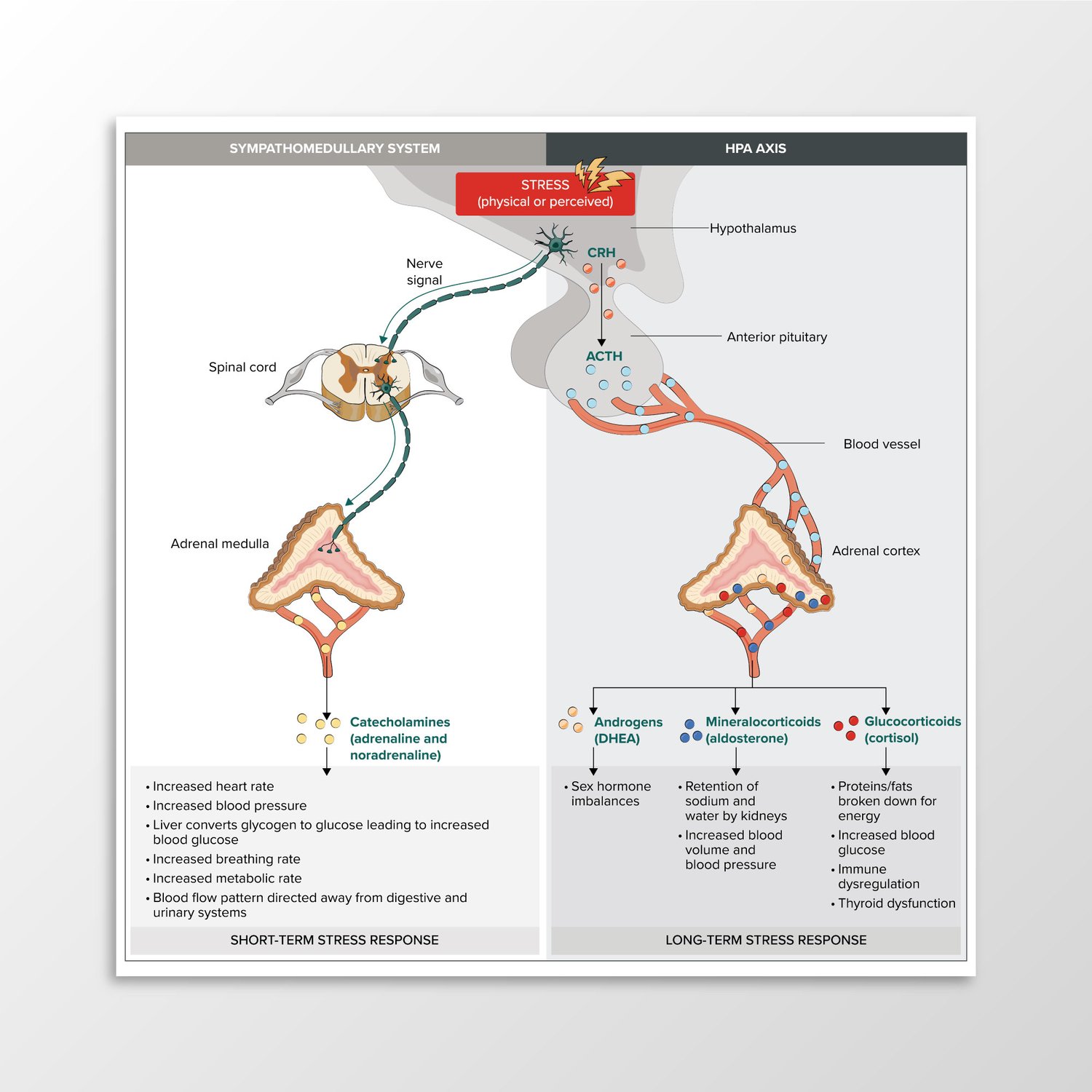 The Stress Response - HPA axis and Sympathomedullary System - Payhip