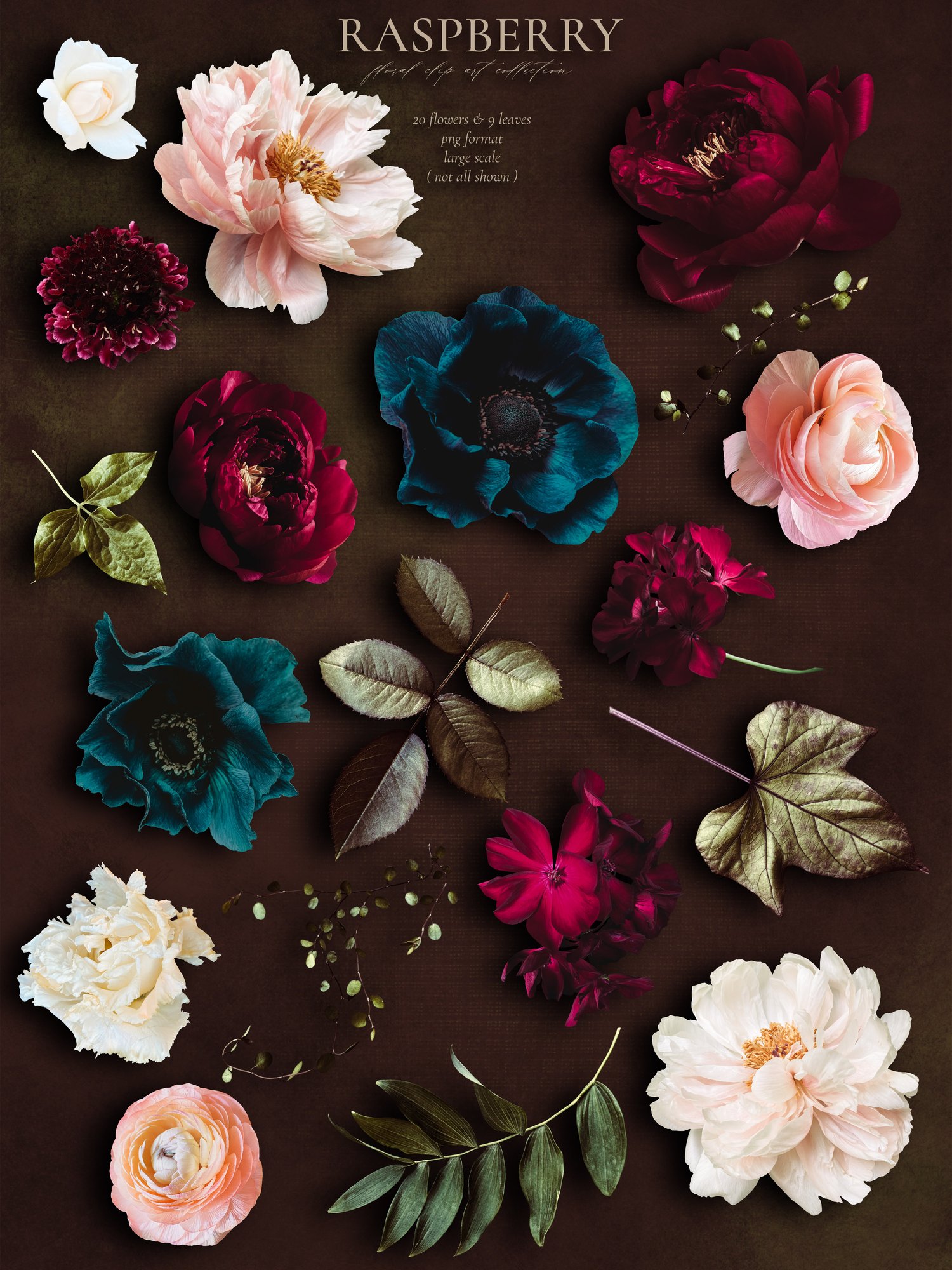 Realistic peony, rose, anemone, and geranium flower graphics in burgundy, navy blue, pink, and white
