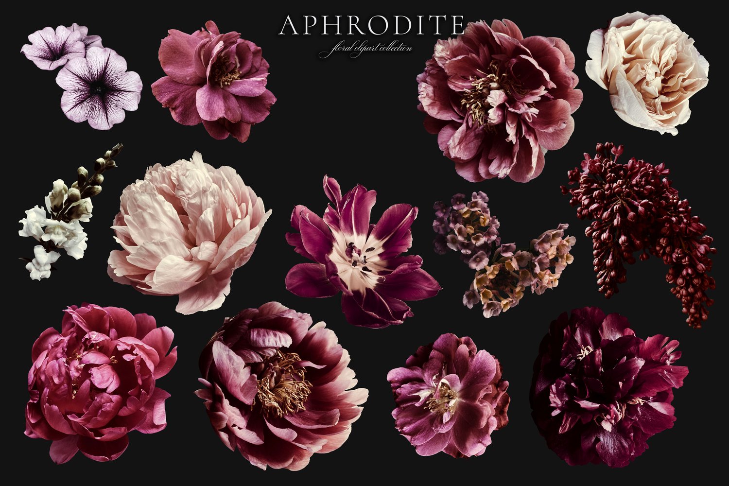 dark and moody set of peony, rose, petunia, and lilac flower graphics in dark pink