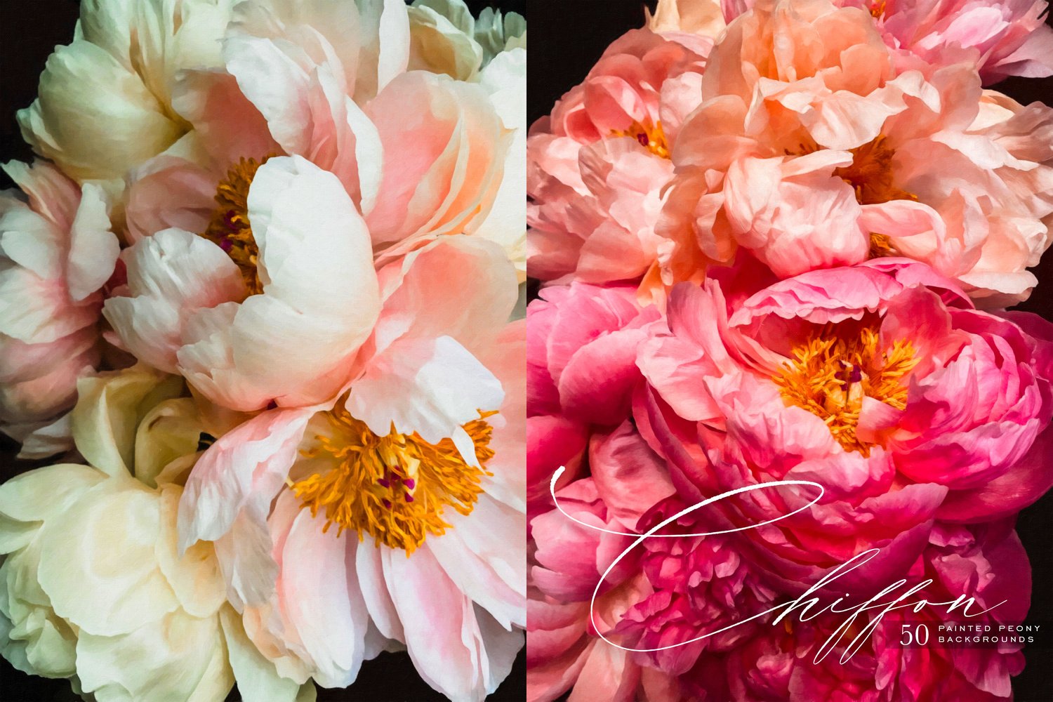 Painted Peony Backgrounds