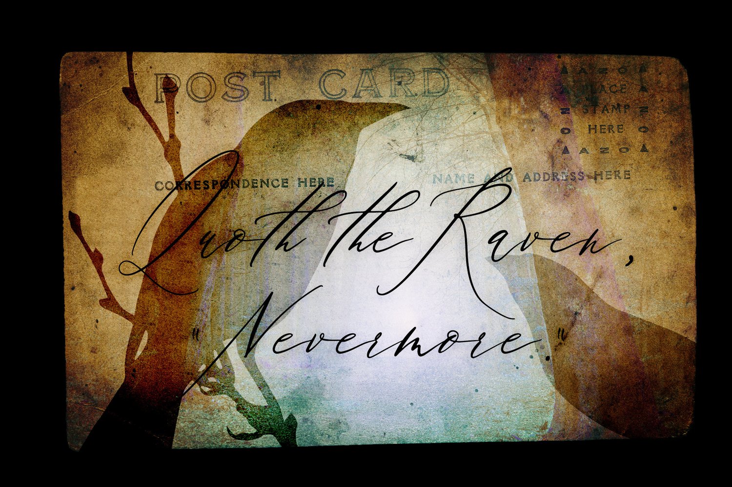 shadow of the wing bird silhouette graphics. Birds in flight, on branches, and in groups.