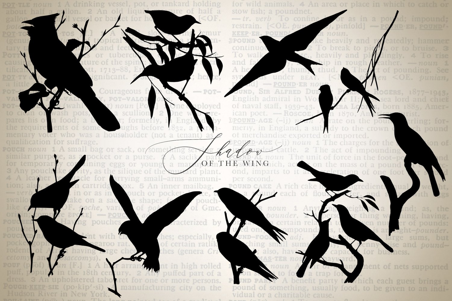shadow of the wing bird silhouette graphics. Birds in flight, on branches, and in groups.
