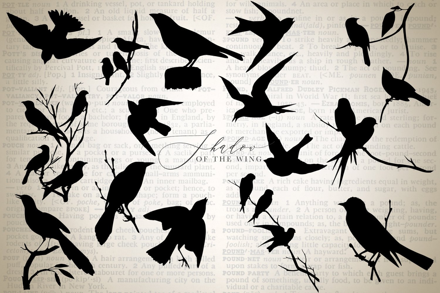 shadow of the wing bird silhouette graphics. Birds in flight, on branches, and in groups.