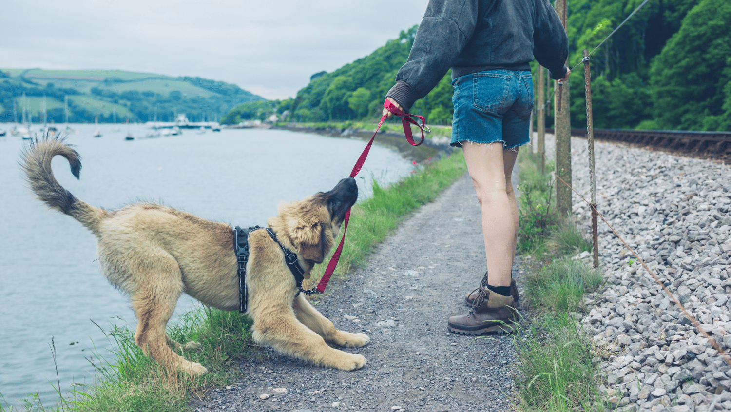 frustration in dogs, frustration in adolescent dogs