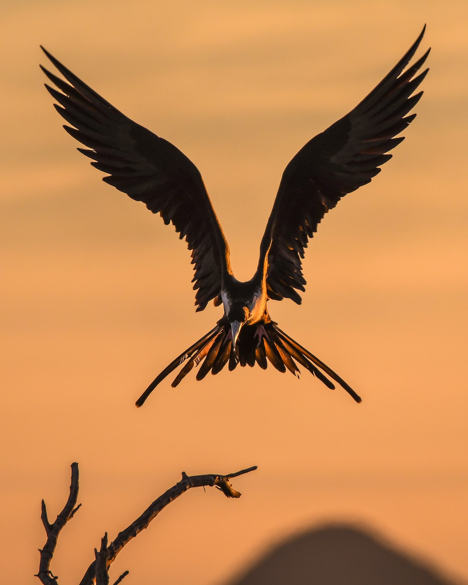 A falcon in flight - Kestrel the falcon prince