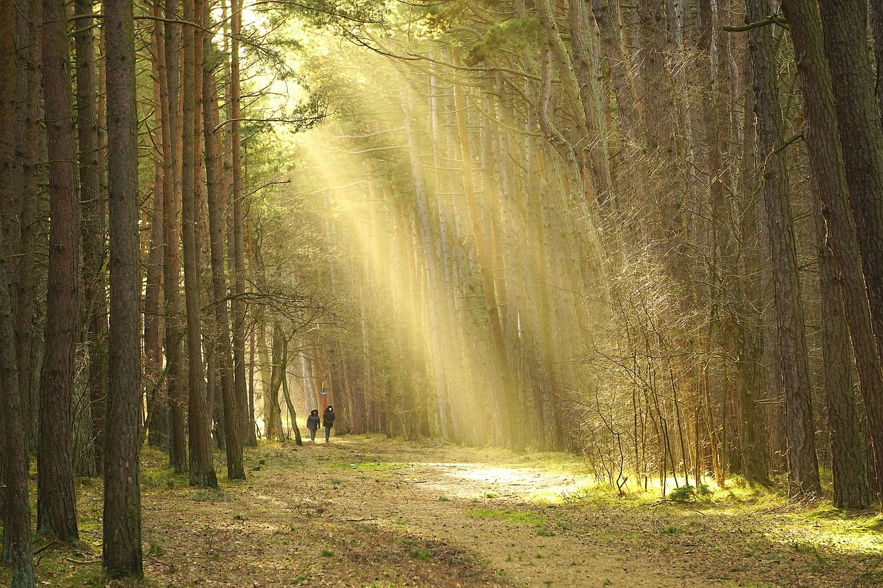 Fotografía de claro de bosque de árboles altos y delgados, dos senderistas al fondo