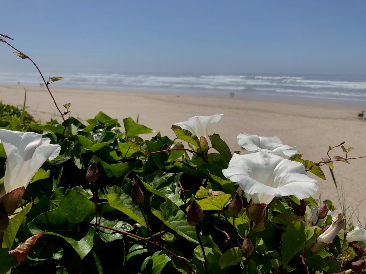 View of a beach overlooking some morning glories in bloom