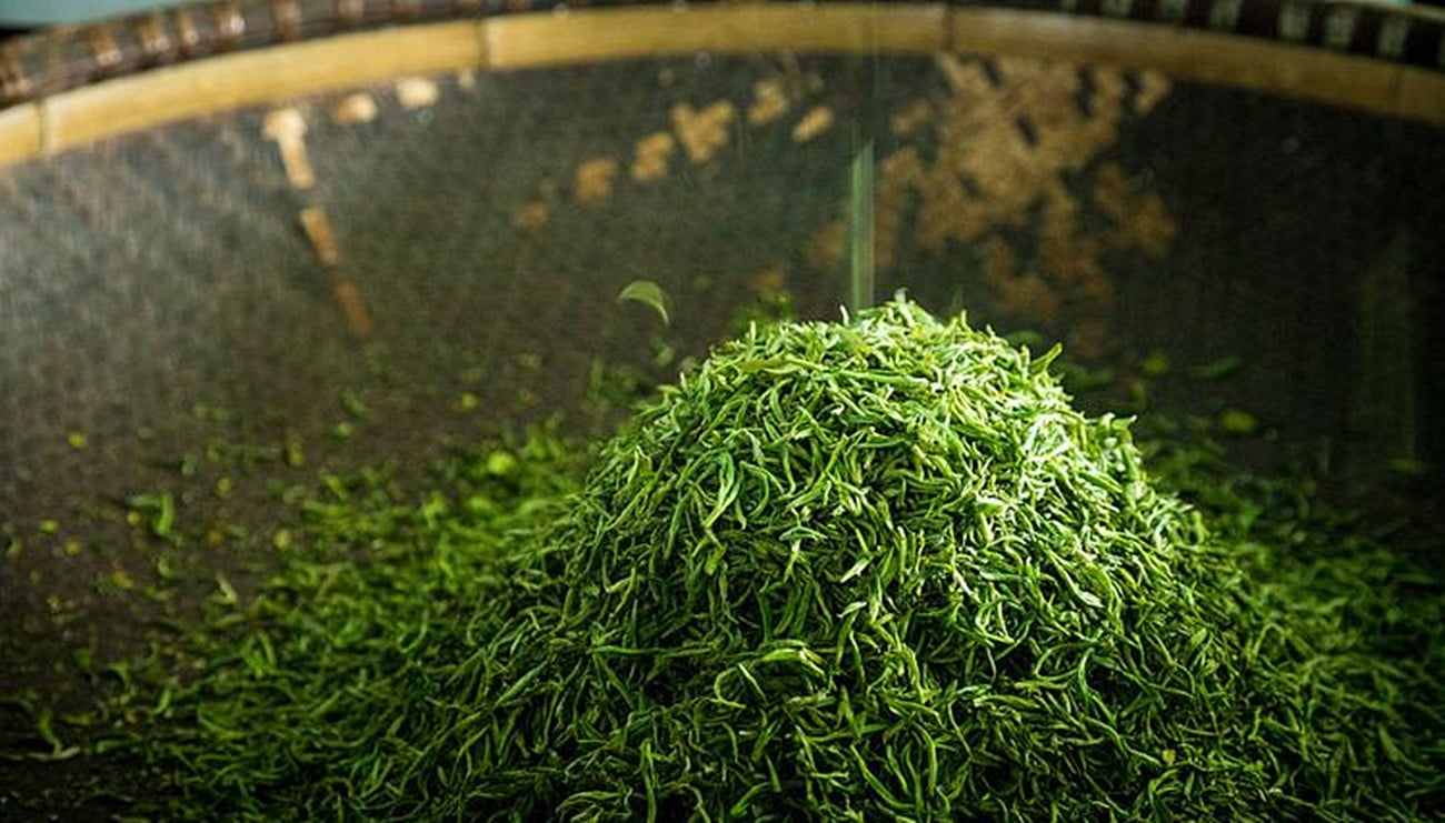 Green Tea Tasting and Selection