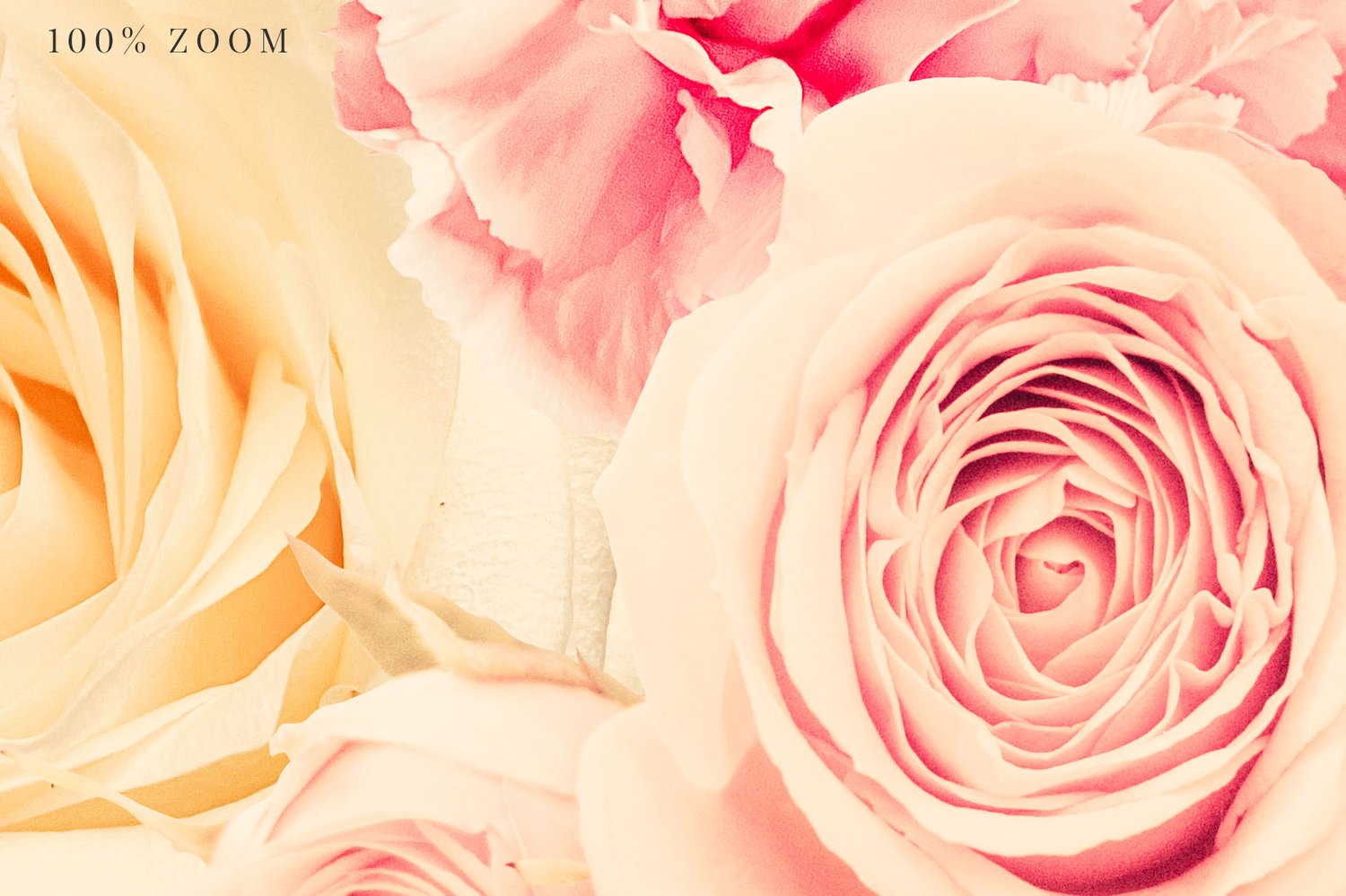 Isabell floral graphics pink and cream roses, carnations and mums