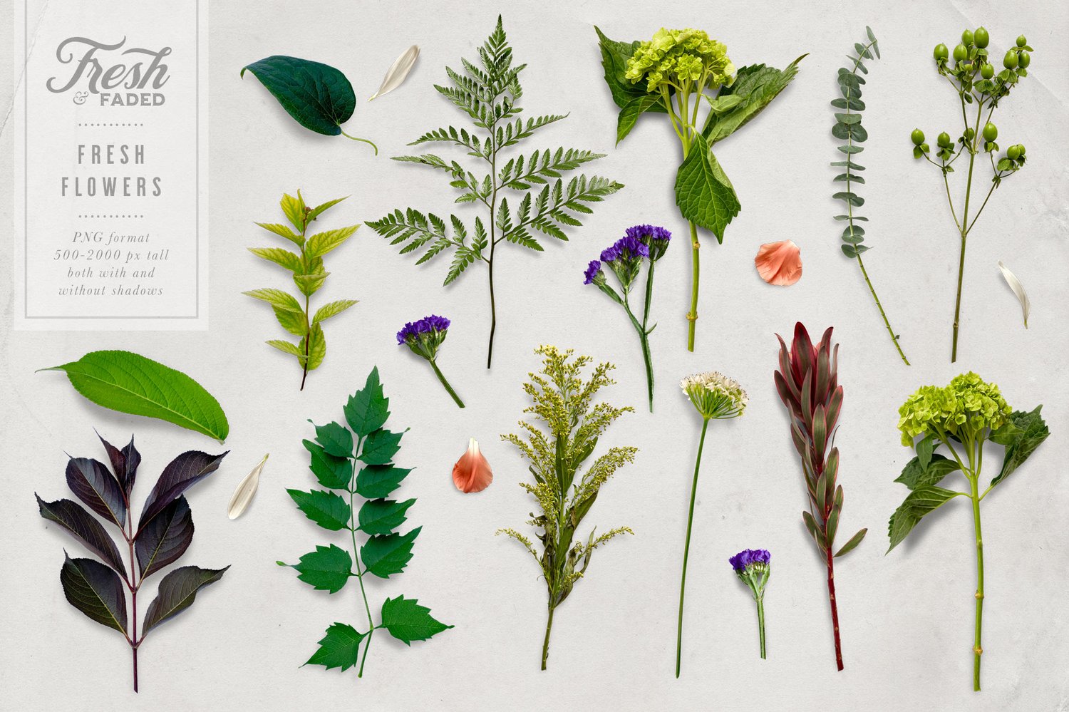 fresh faded flower graphics beautiful fresh and dried flowers and leaves