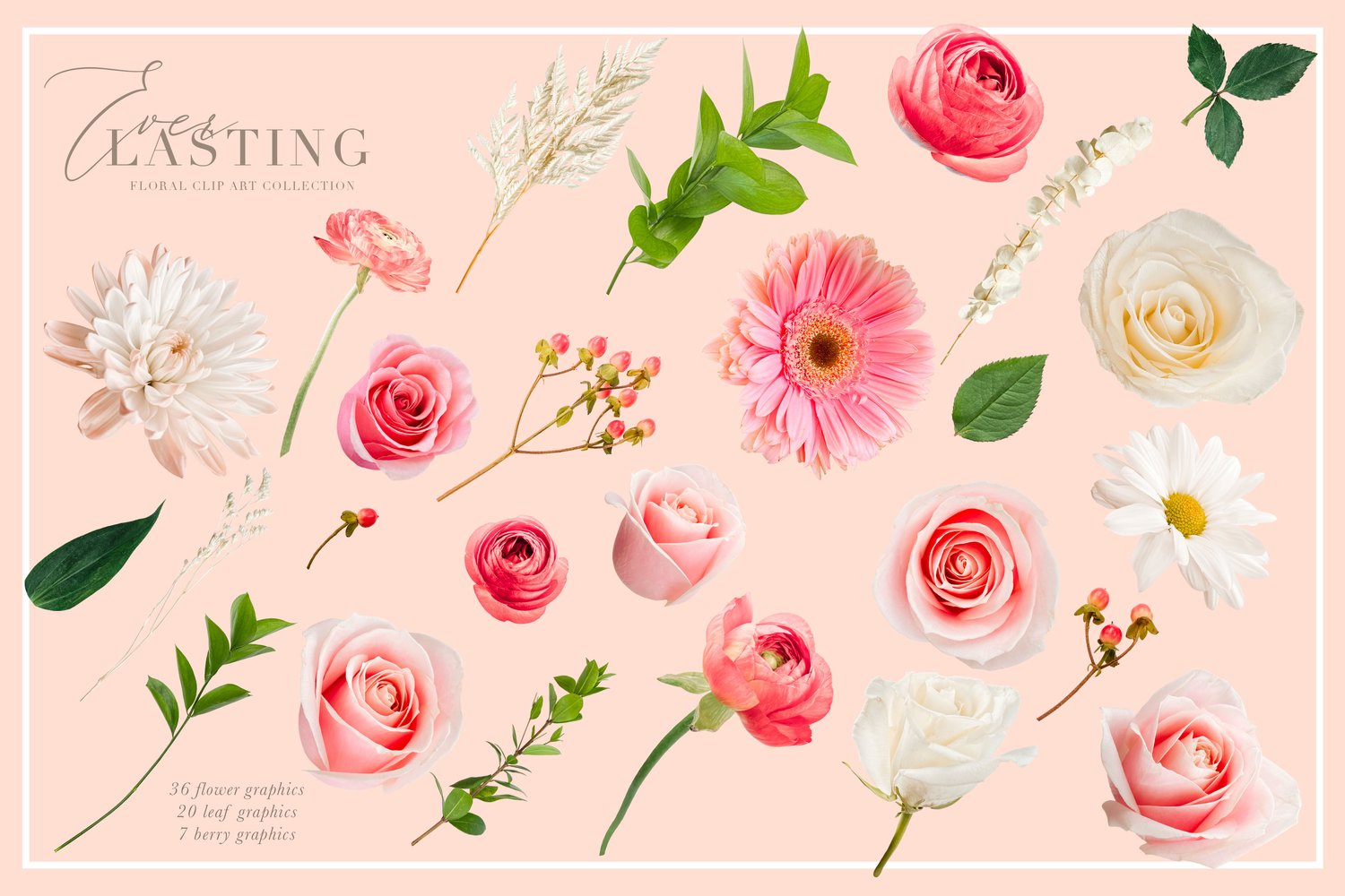 everlasting floral graphics pink and white summer flowers