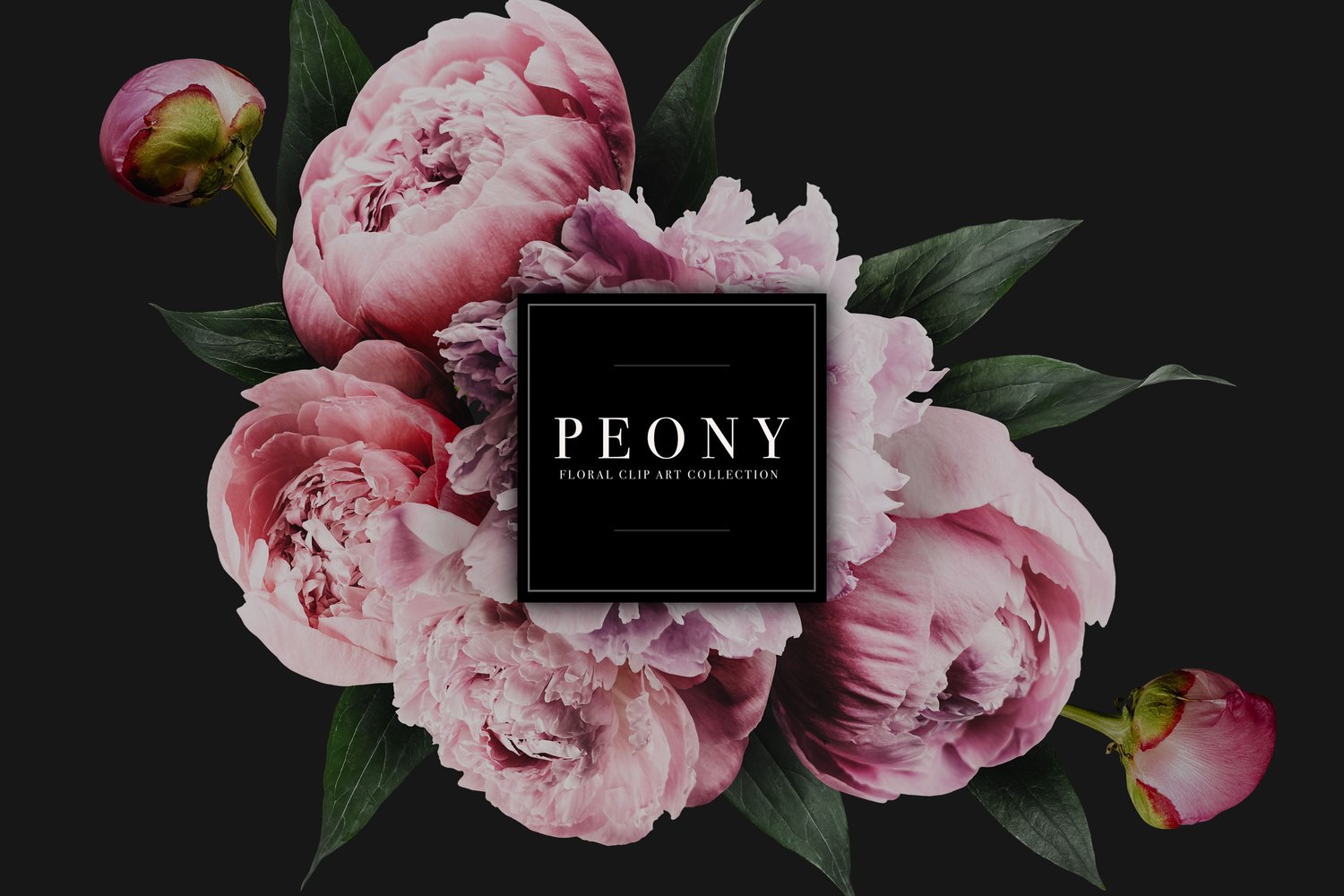 Peony Floral Clip Art Collection is a set of stunning pink peony blooms