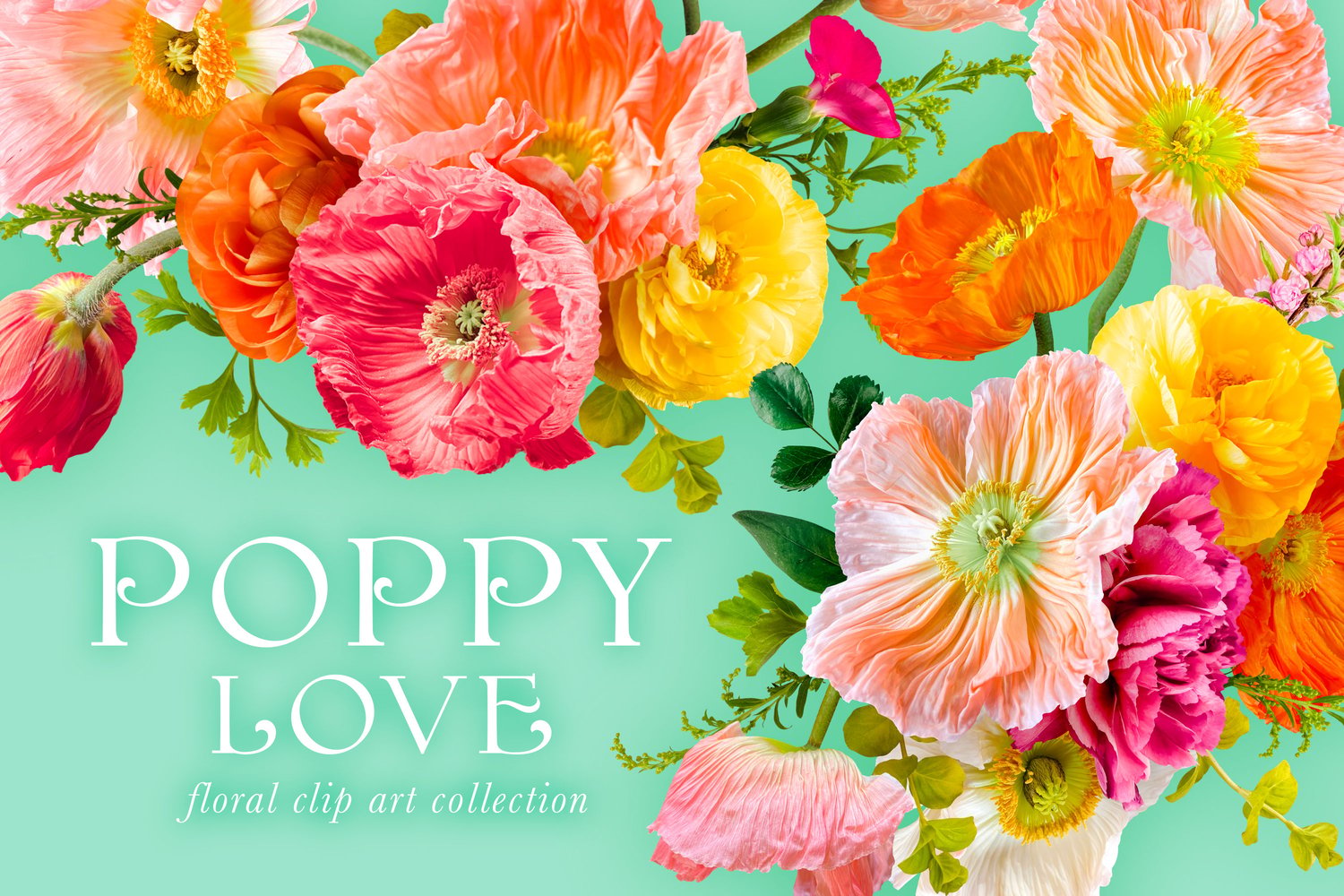 Poppy love floral digital graphics Pink, orange, yellow, and white poppies, roses, and ranunculus
