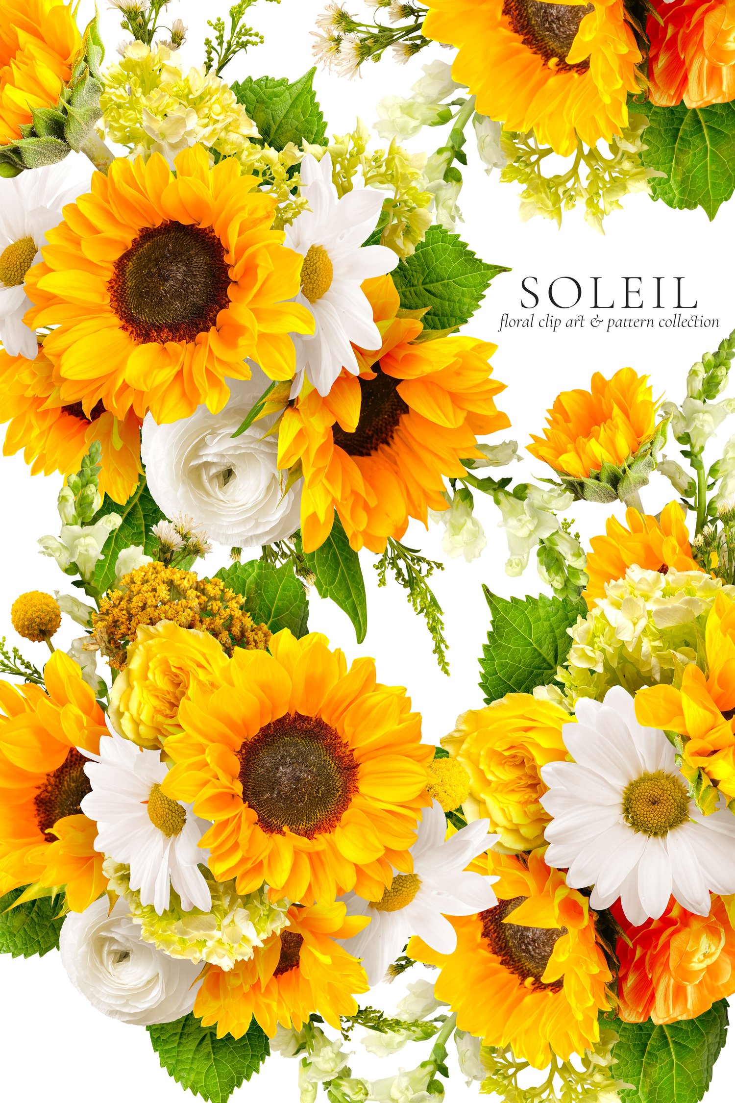 soleil floral graphics Sunflowers, white daisies, yellow roses, orange ranunculus, and snapdragons