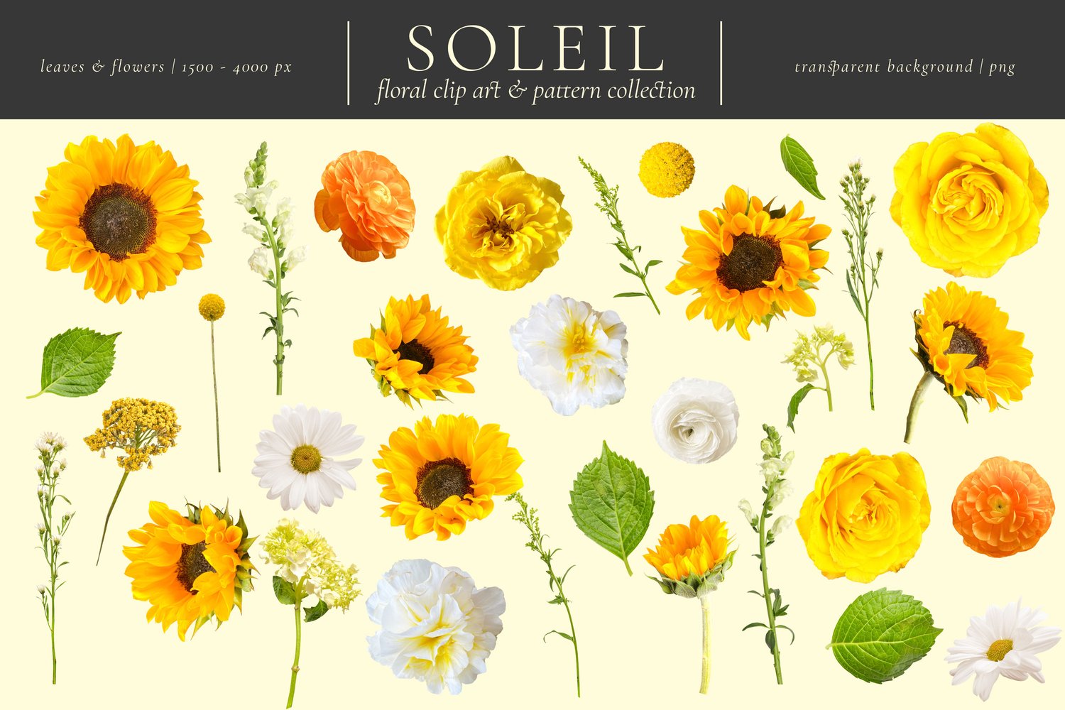 soleil floral graphics Sunflowers, white daisies, yellow roses, orange ranunculus, and snapdragons