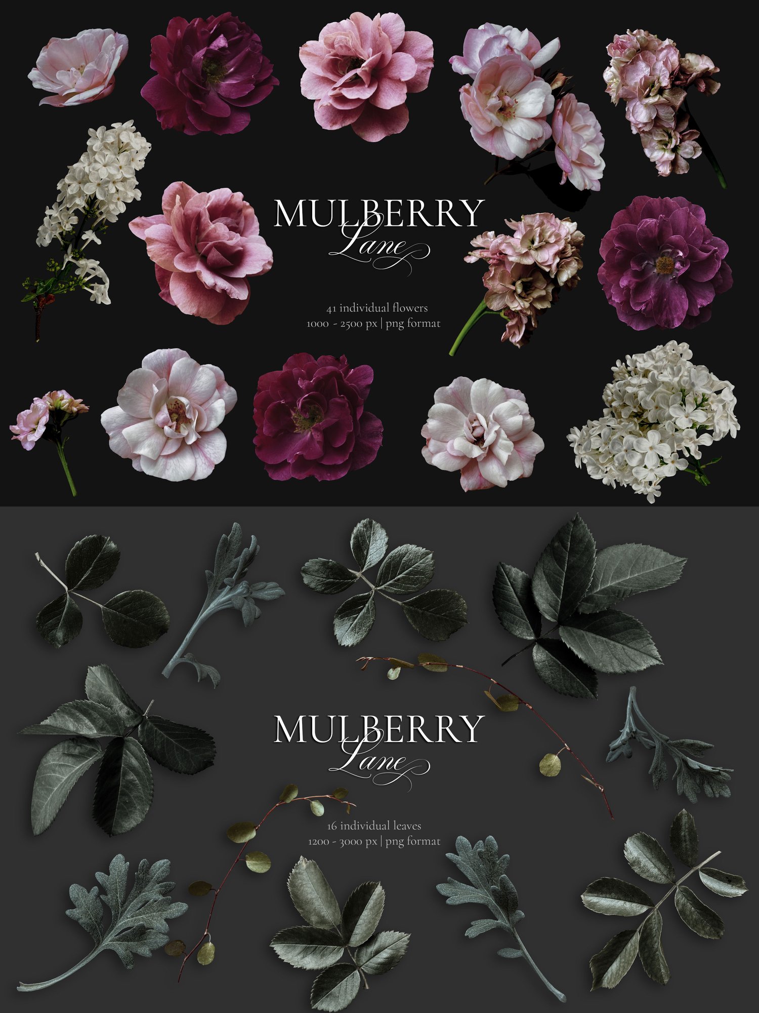 Mulberry lane floral art graphics Pink and burgundy roses and white lilac