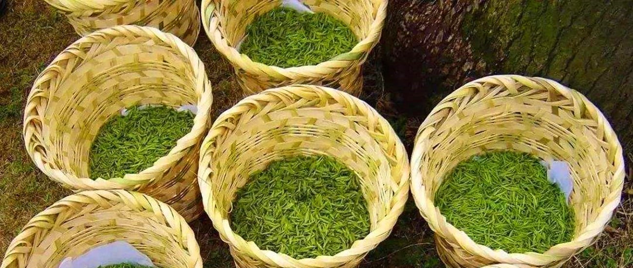 Uncover the exceptional benefits of Biluochun tea and explore how this fine Chinese green tea can enhance your overall well-being. Unleash the secrets behind this popular tea's unique flavor, health advantages, and more.