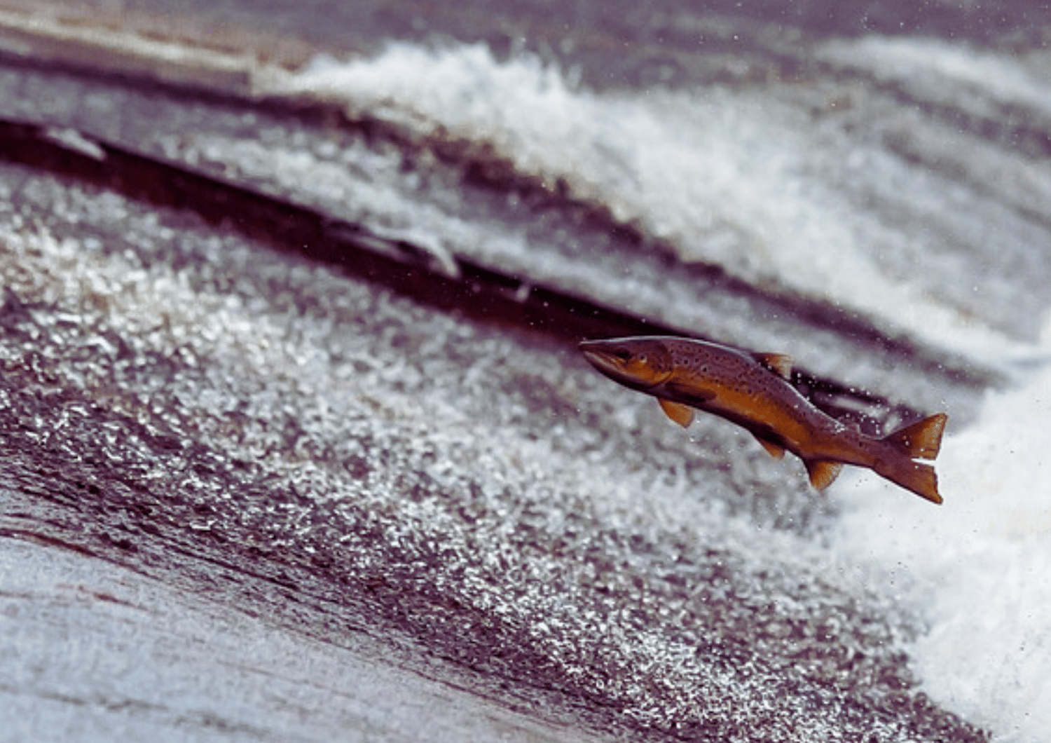 Fotografía de salmón nadando a contracorriente