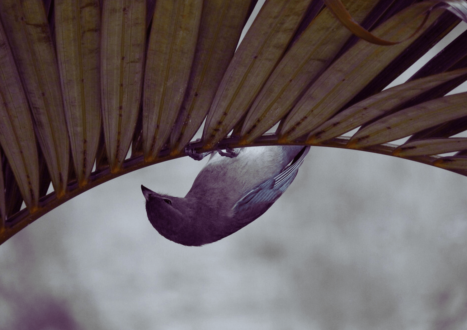 Fotografía de un pájaro sobre una rama