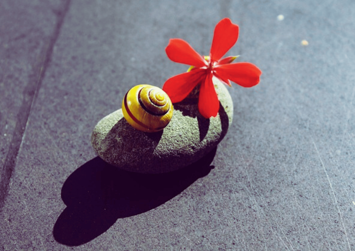 Fotografía de una flor roja, piedra y caracol