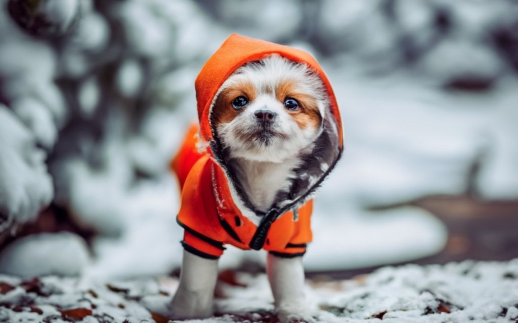 how to potty train a puppy in the winter