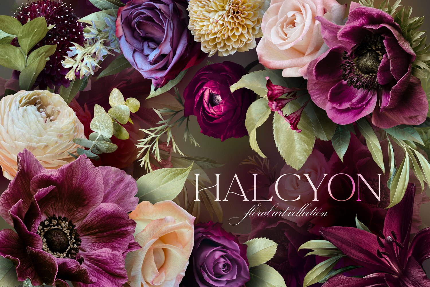 Halcyon floral graphics. Roses, ranunculus, mums, anemones, lilies, and begonias in deep purple, violet, burgundy, cream, and pink
