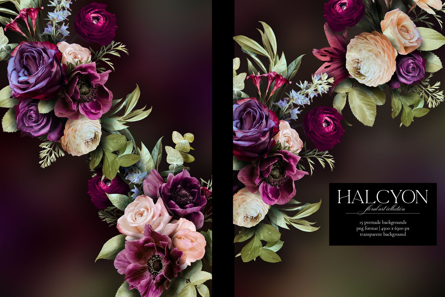 Halcyon floral graphics. Roses, ranunculus, mums, anemones, lilies, and begonias in deep purple, violet, burgundy, cream, and pink