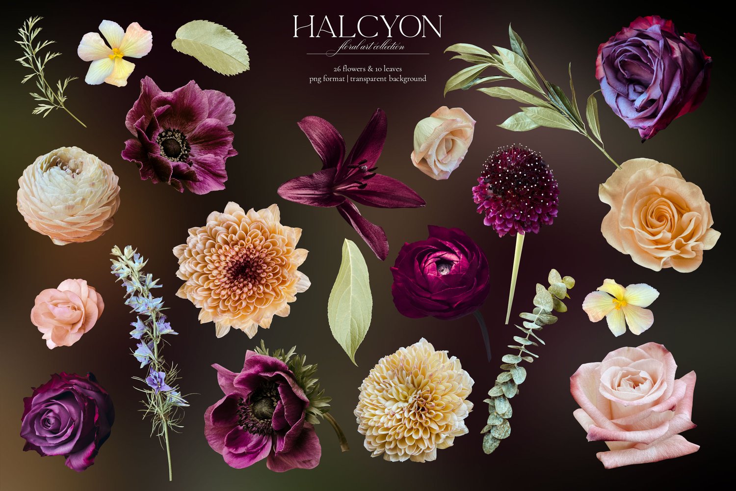 Halcyon floral graphics. Roses, ranunculus, mums, anemones, lilies, and begonias in deep purple, violet, burgundy, cream, and pink
