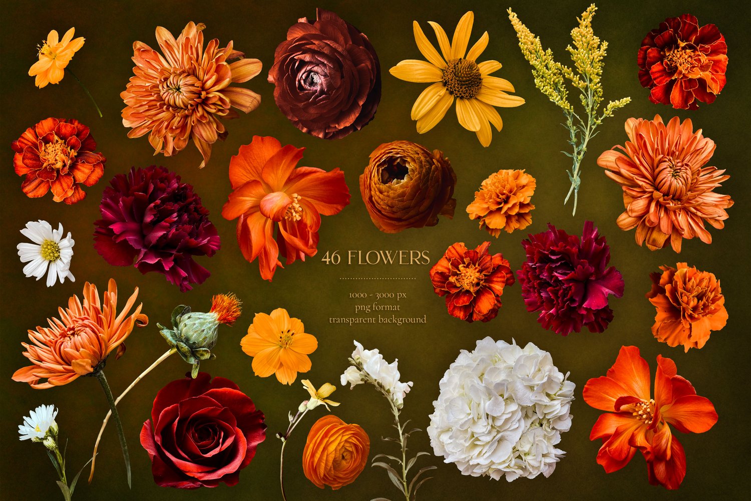 Autumn floral sunset graphics Roses, ranunculus, marigolds, cosmos, dahlia, snapdragons, and begonias in orange, gold, burgundy, and white