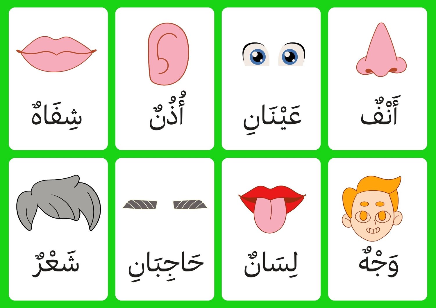 Diese Arabischen Körperteile Lernkarten und Die Zwei Arbeitsblätter  dazu sind perfekt für Kinder, um ihren Wortschatz zu erweitern. Laden Sie dies Dateien als PDF herunter und nutzen Sie sie für spielerisches Lernen und üben.    These Arabic body parts f